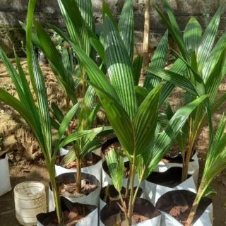 රන් තැඹිලි පැල